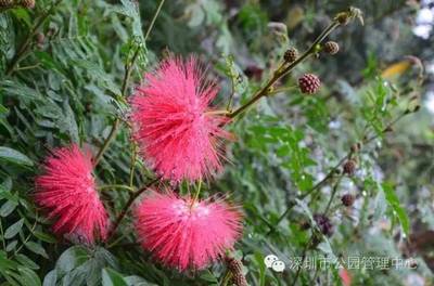 冬日花海 深圳這些花卉正盛開