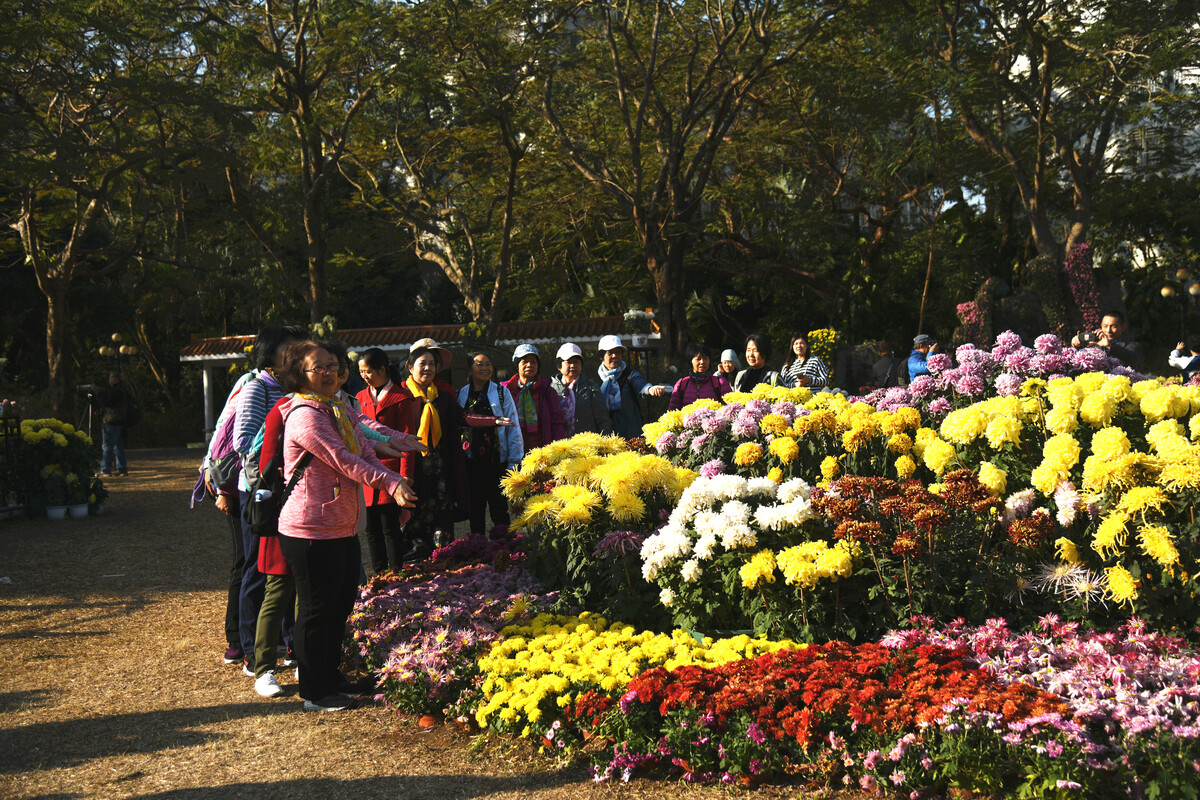 2019深圳東湖公園菊展 花海盛宴點亮金秋鵬城
