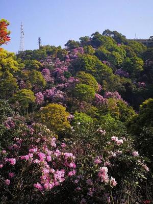 2019年深圳梧桐山杜鵑花驚艷亮相，錯過又要等一年！