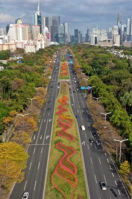 深圳春日云賞花 宅家盡覽繁花勝景