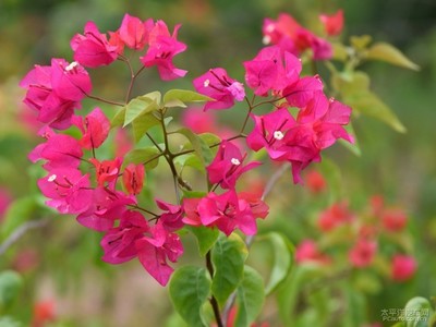 花開紫荊園，綠意滿人間——記深圳花卉之美