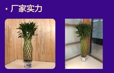 深圳辦公室花卉租賃優選 富貴竹籠，點亮綠色辦公空間