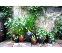 深圳花卉租擺優(yōu)質(zhì)商家推薦及報價指南