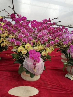 深圳蝴蝶蘭批發(fā)與南山花卉盆栽價格指南