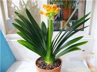 深圳市園內(nèi)園藝工程紅嶺花木租擺服務(wù)詳情