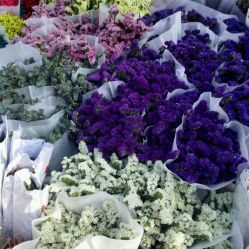 深圳花卉世界購物指南 地址、電話、營業時間與價格一覽