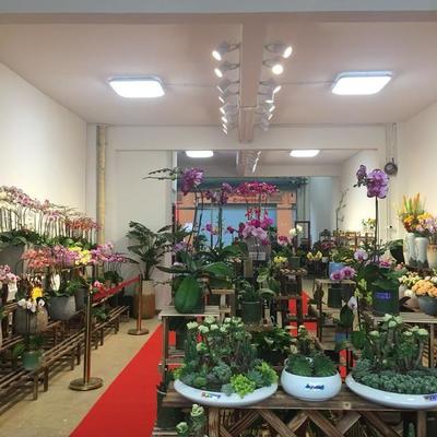 探訪深圳龍崗百合花卉小鎮 都市里的詩意棲息地