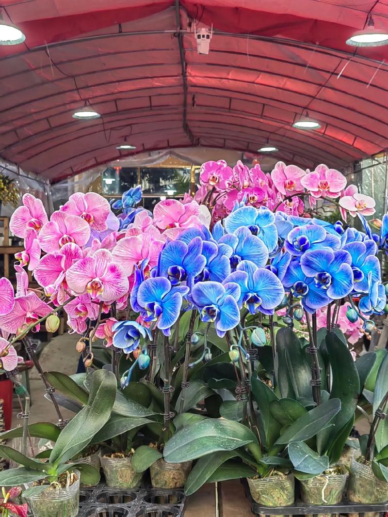 花開富貴好運來 八卦嶺春節花卉市場，奏響新春序曲