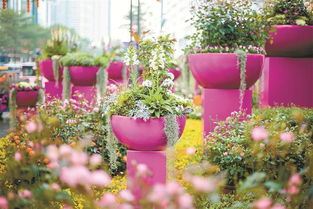 這個春節，羅湖用鮮花“裝點”濃濃年味兒